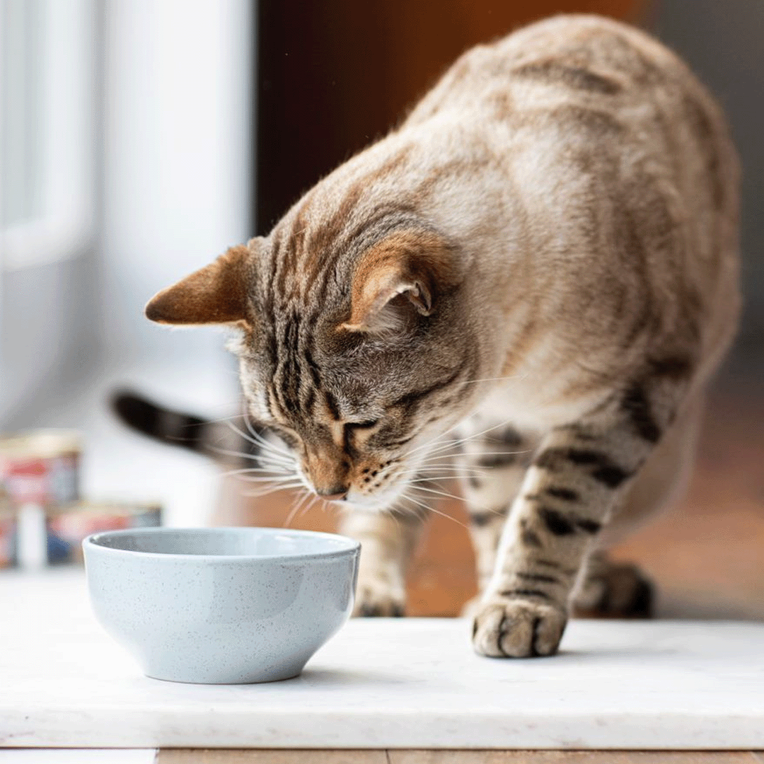 Hydrating Your Cat What You Need To Know Feline Natural USA