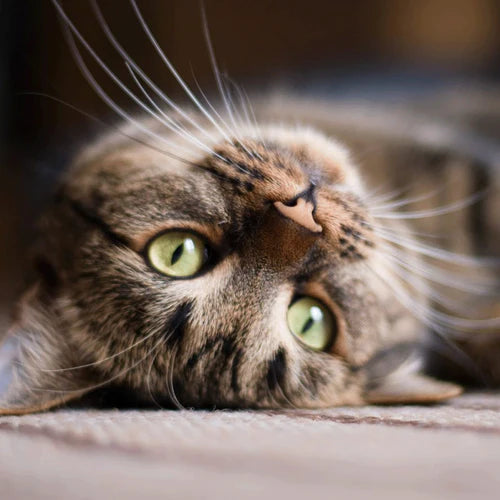 Natural diet for clearance cats with kidney disease