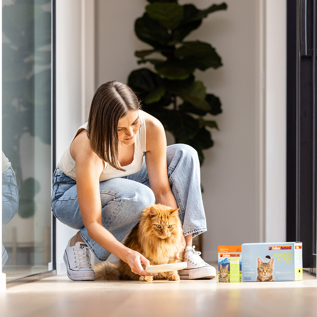 Cat food best sale for picky eaters